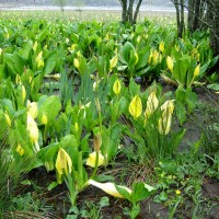 American Skunk Cabbage